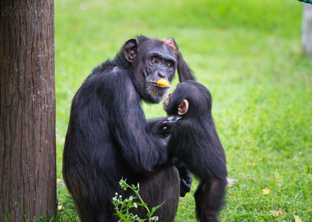 Photo: Blackseablue via Wikimedia Commons